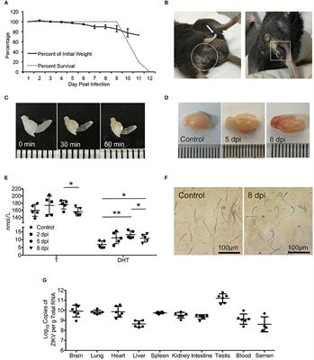 Sertoli Cells Are Susceptible to ZIKV Infection in Mouse Testis